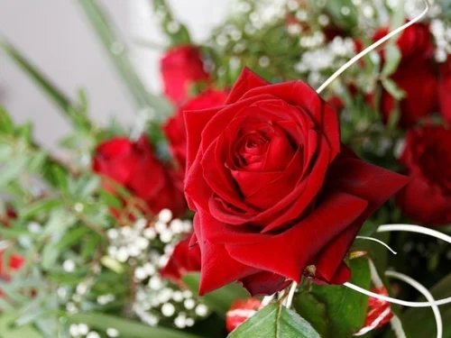 VENÜS BURCU HESAPLAMA